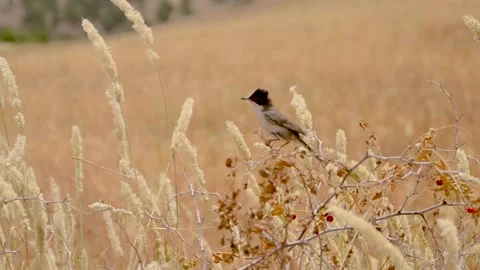 BIRD Stock Footage 140618889