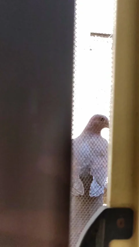 Bird Stock Footage 147361281
