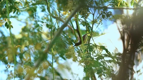 Bird Stock Footage 149402483