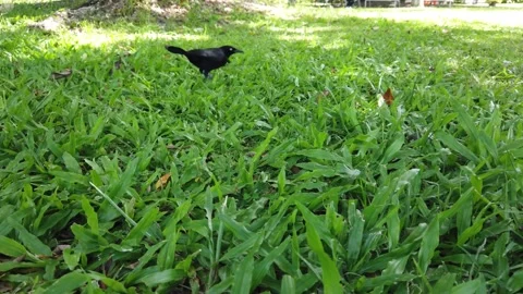 Bird Vidéo 159317134