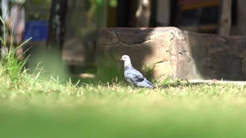 Bird Stock Footage 159319184