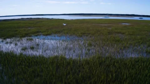 Bird Stockbeeldmateriaal 163320218