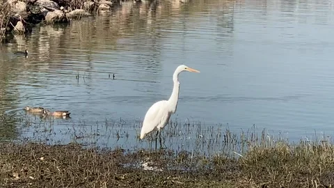 Bird 스톡 동영상 165569695