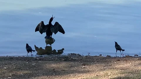 Bird 스톡 동영상 165569696