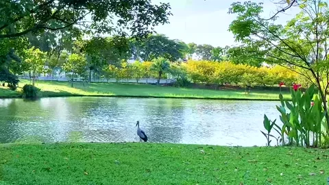 Bird Stock Footage 165915441