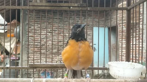 Bird Stock Footage 210812673