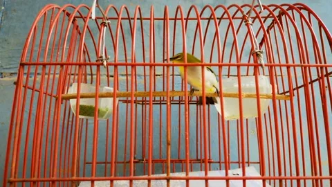Bird Stock Footage 212487771