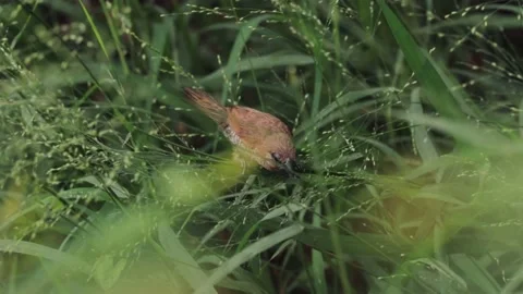 Bird Stock Footage 219531190