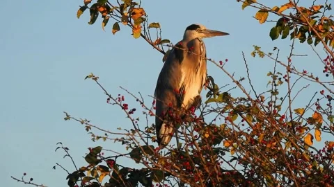 Bird Stock Footage 221568733