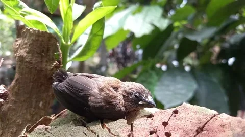 Bird Stock Footage 221710952
