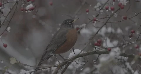 Bird Video stock 223455788