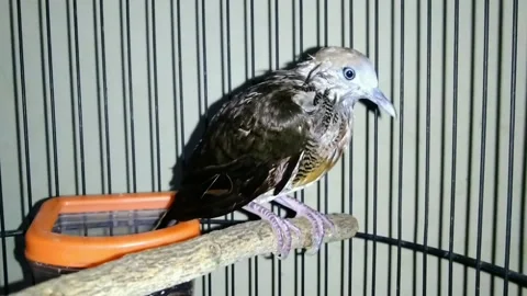 Bird Stock Footage 229909222