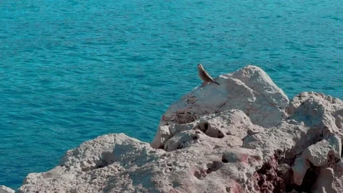 Bird 库存影片 231898341