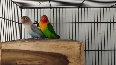 Bird Video stock 234390244