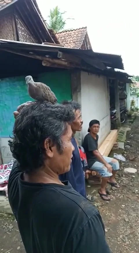 Bird Video stock 234592228