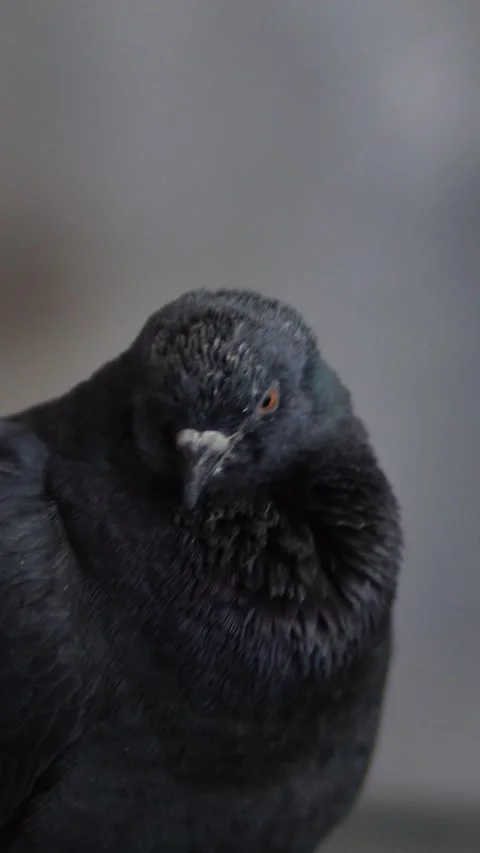 A bird Stock Footage 240353592