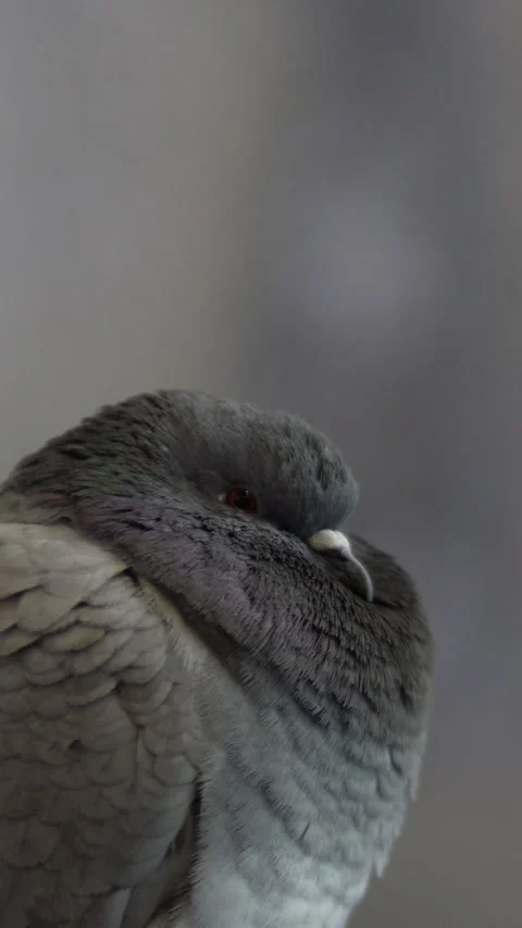 A bird Stock Footage 240353594