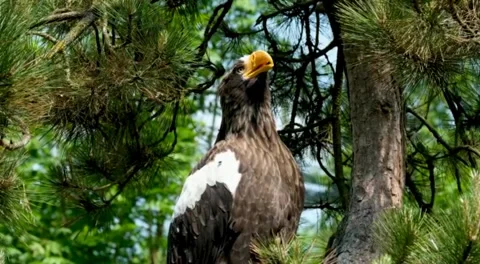 Bird Stock Footage 242224625