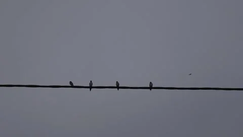 Bird Stock Footage 247040936
