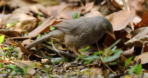 Bird Stock Footage 272586010