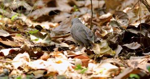 Bird Stock Footage 272586254