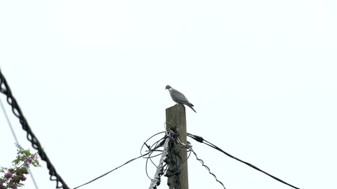 Bird Stock Footage 275578831