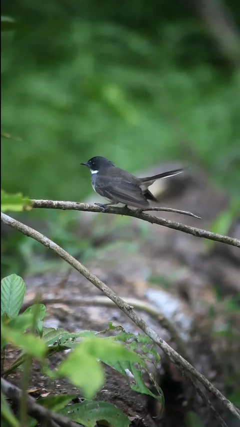 Bird Stock Footage 292342397