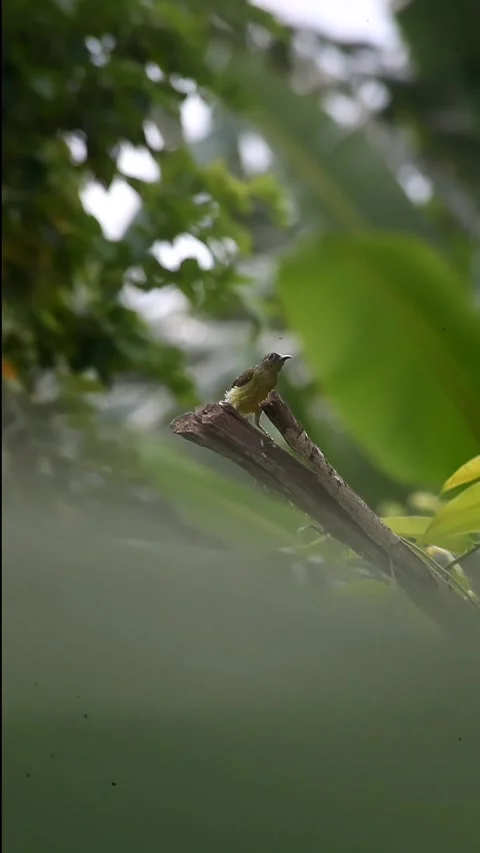 Bird Stock Footage 292344359