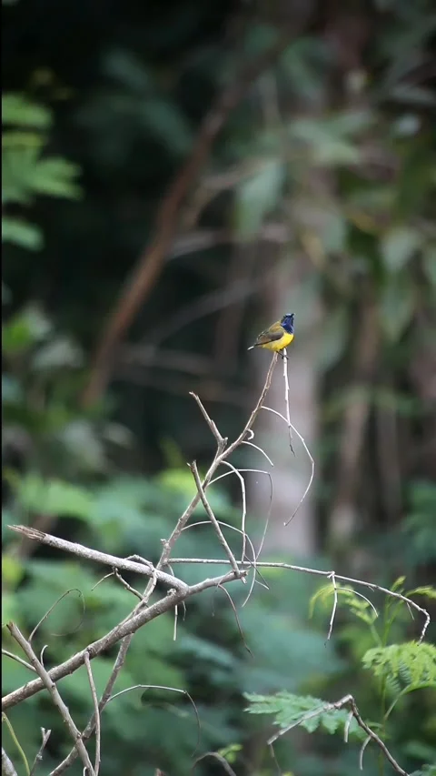 Bird Stock Footage 292345295