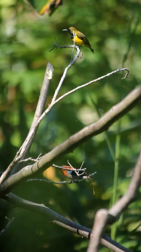 Bird Stock Footage 292345572