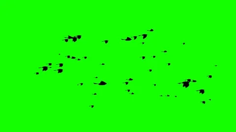 Bird Video stock 300239245