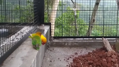 Bird Stock Footage 300253549