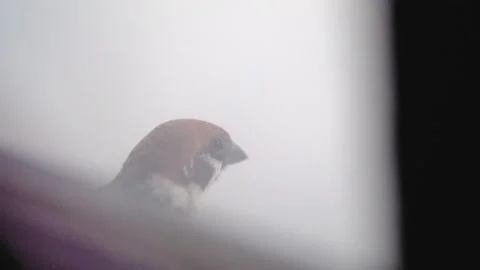 Bird Stock Footage 306949293