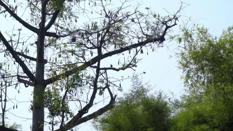 Bird Stock Footage 310452545