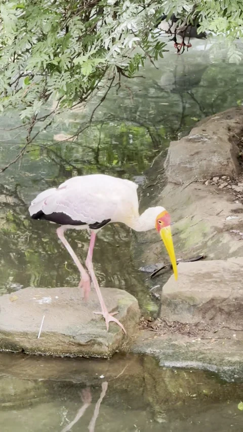 Bird Stock Footage 316013521