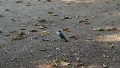 Bird Video stock 325604865