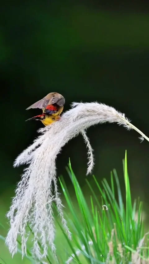 Bird Stockbeeldmateriaal 331093815