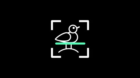 Bird Stock Footage 334113769