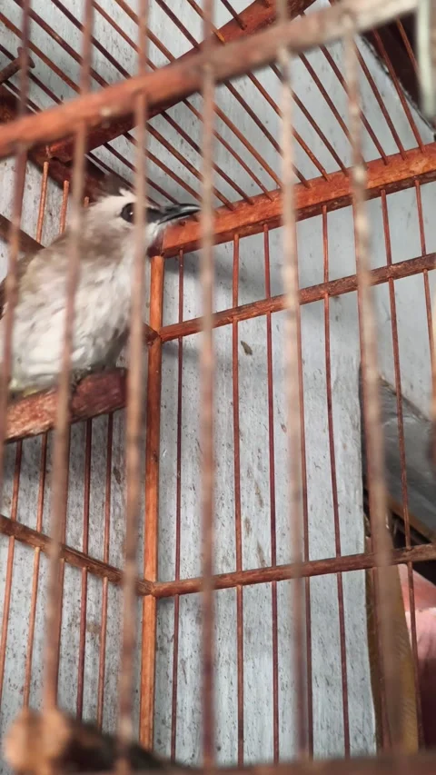 Bird Видео 334822218