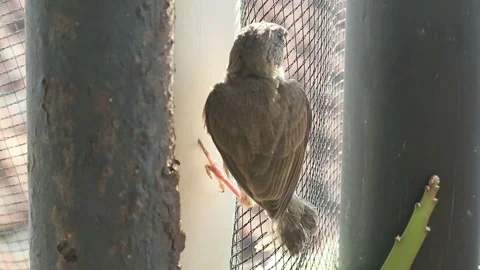 Bird 库存影片 336339945