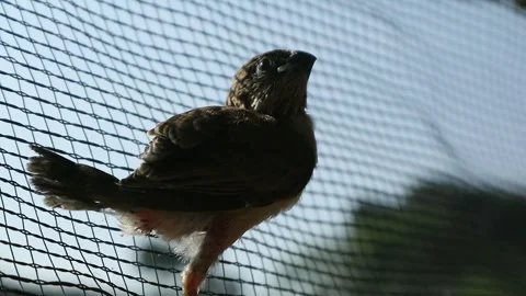 Bird 库存影片 336339961