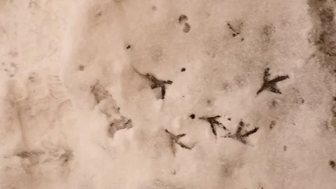 Bird Footprints and Wing Marks in Snow During Takeoff Winter Scene Video stock 332587984