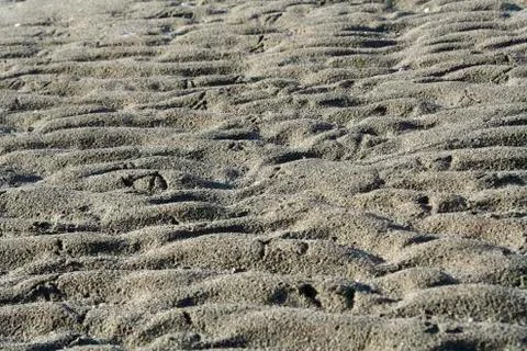 Bird footprints Stock Photos