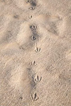 Bird footprints on sand Stock-Fotos