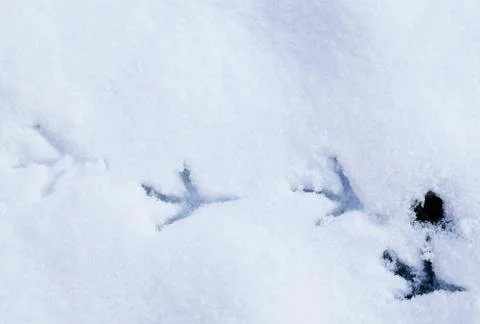 Bird footprints in snow Stock Photos