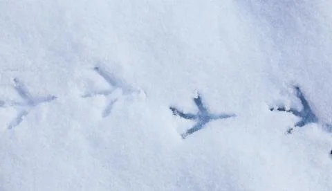 Bird footprints in snow Stock Photos