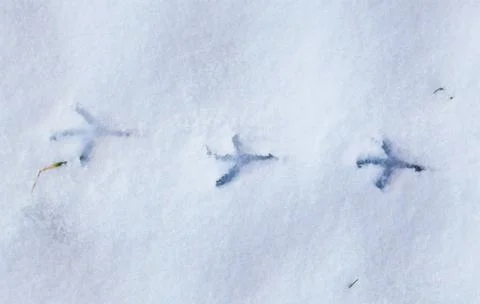 Bird footprints in snow Stock Photos