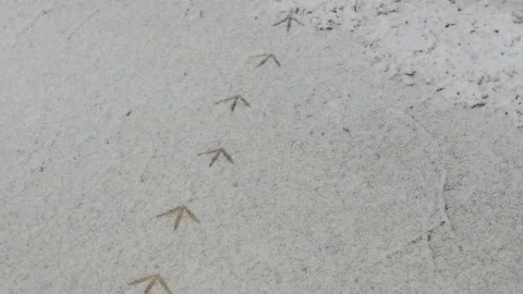 Bird Footsteps in the snow 스톡 동영상 83985834