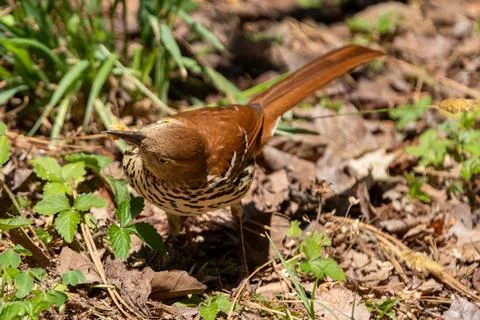 Bird Forages in Spring Stock Photos