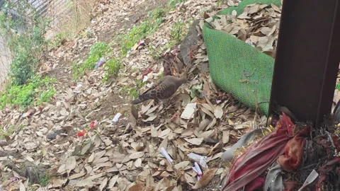Bird foraging among fallen leaves in Bhimtal Video stock 334328355